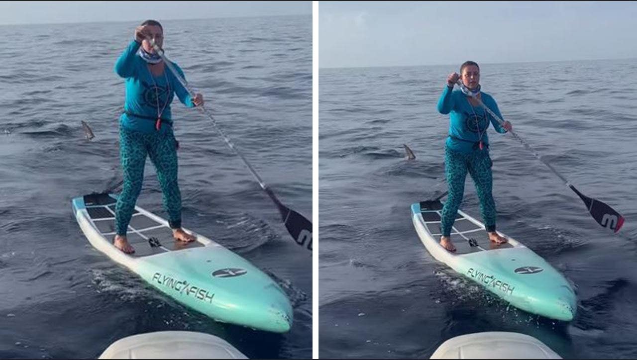 News :Florida paddleboarder trailed by hammerhead shark, video shows: ‘Never knew I had it in me to be that calm’