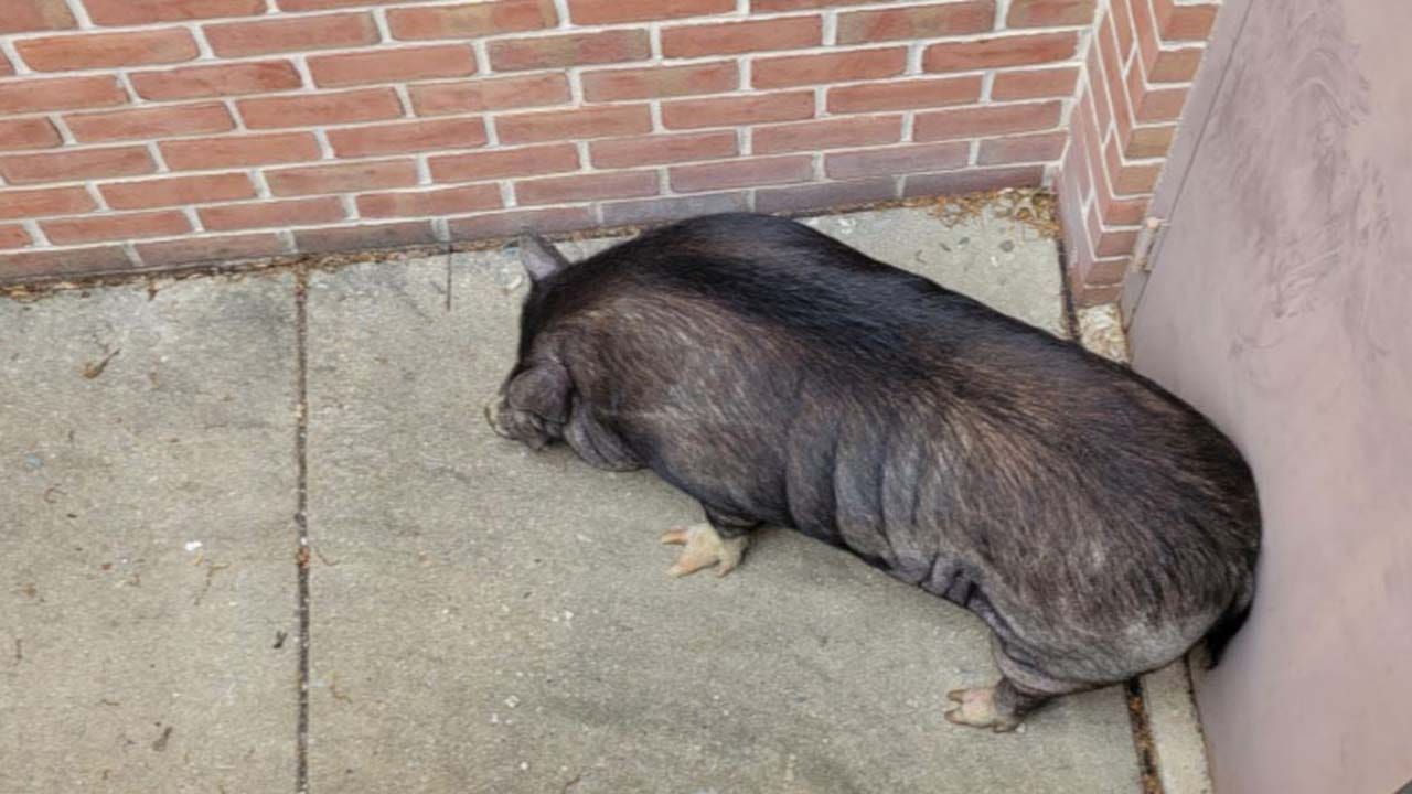 Hamilton the hog ties up police officers for days, terrorizing