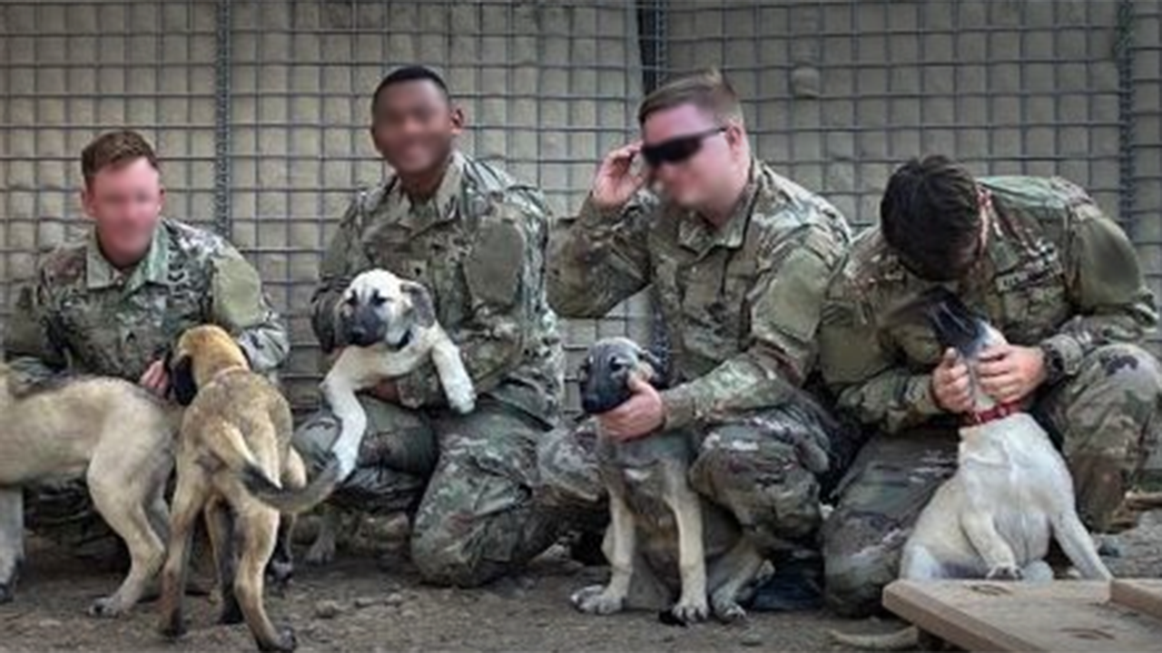 US Army soldiers deployed to Middle East save mama dog and 8 newborn pups