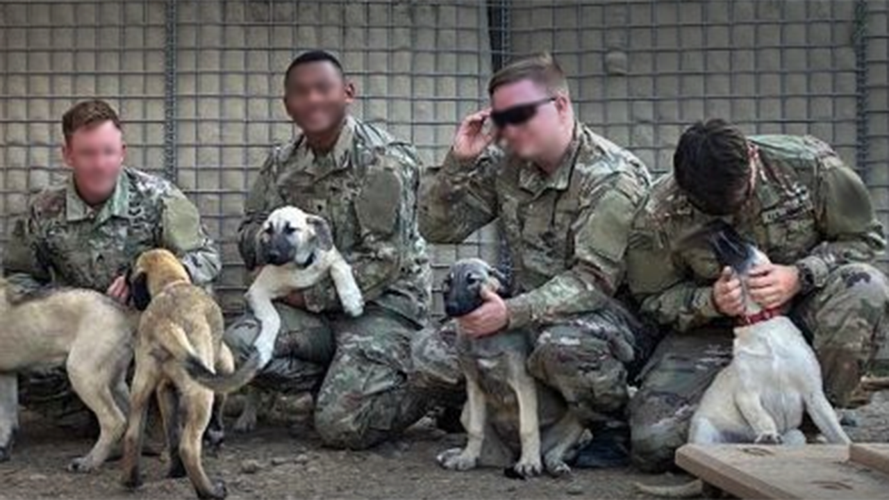 Soldiers from US Army stationed in the Middle East rescue mother dog and her 8 newborn puppies