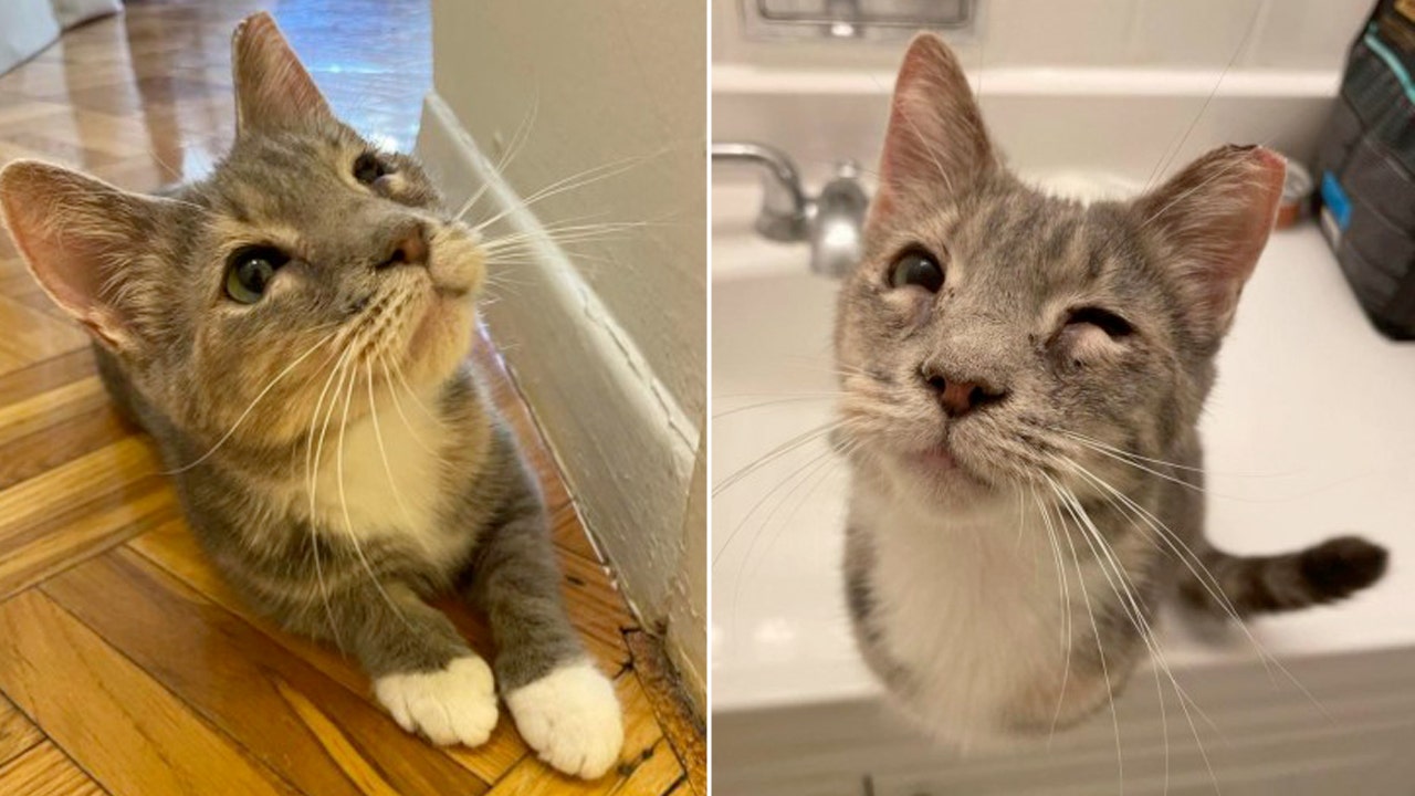 Adorable Qwerty, a Sweet Tri-Colored Tabby Cat, Seeks a Loving Home in DC