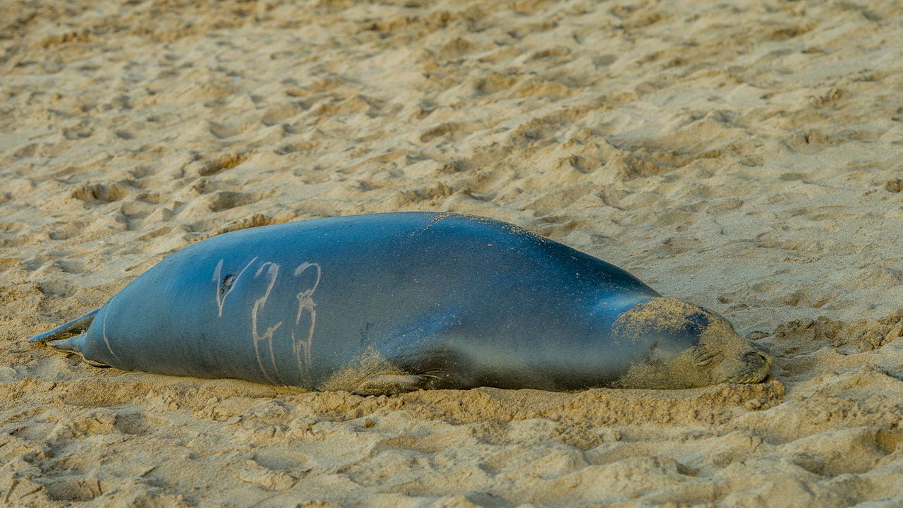 Endangered Hawaiian monk seal killed by blunt force trauma, US offers