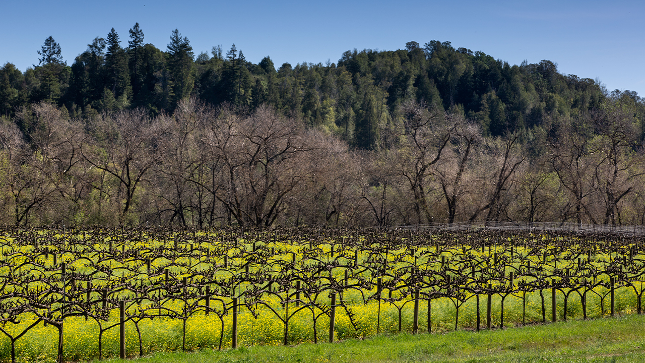 Sonoma vineyard