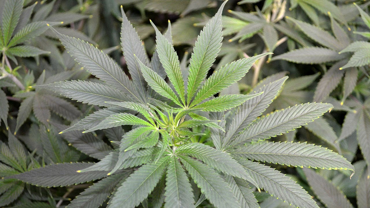 Oregon cracks down on pollution, garbage left behind by illegal marijuana farmers