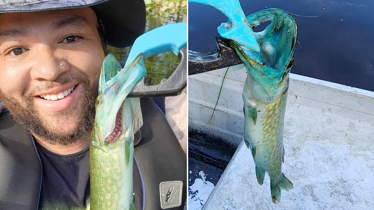 John Byrd, of Bowling Green, Virginia, caught a rare blue-mouth chain pickerel. (John Byrd/Virginia Department of Wildlife Resources)