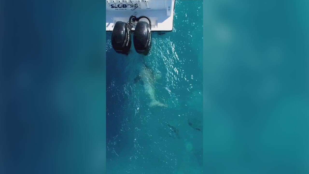 Bull shark swims near a fishing boat off the coast of Palm Beach, Florida