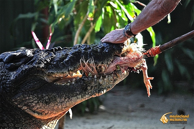 World's largest croc still growing as it hits stunning age milestone: experts