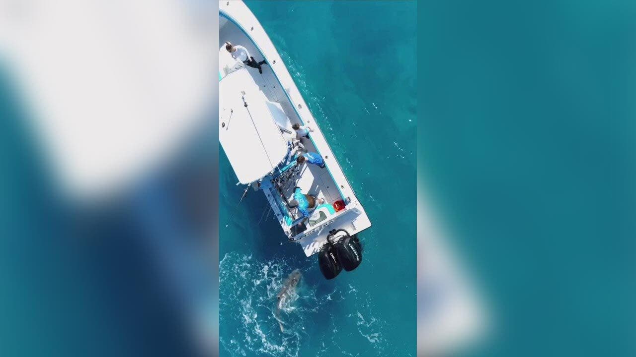 Bull shark attacks fishing boat off coast of Palm Beach, Florida