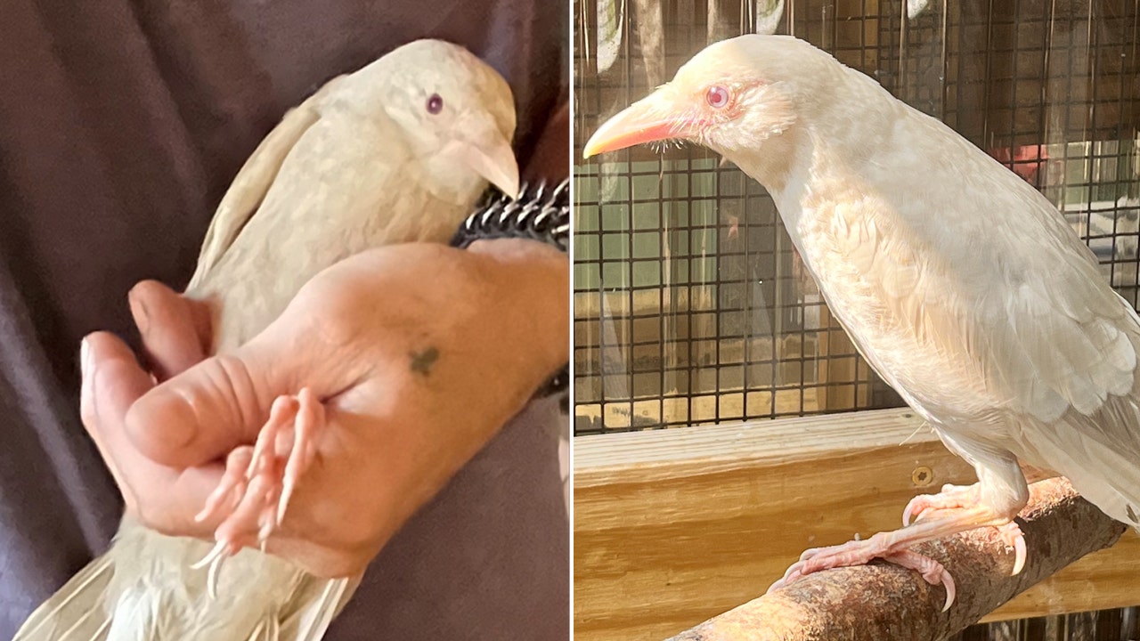 Rare albino crow found in Connecticut unable to fly: 'A special bird'