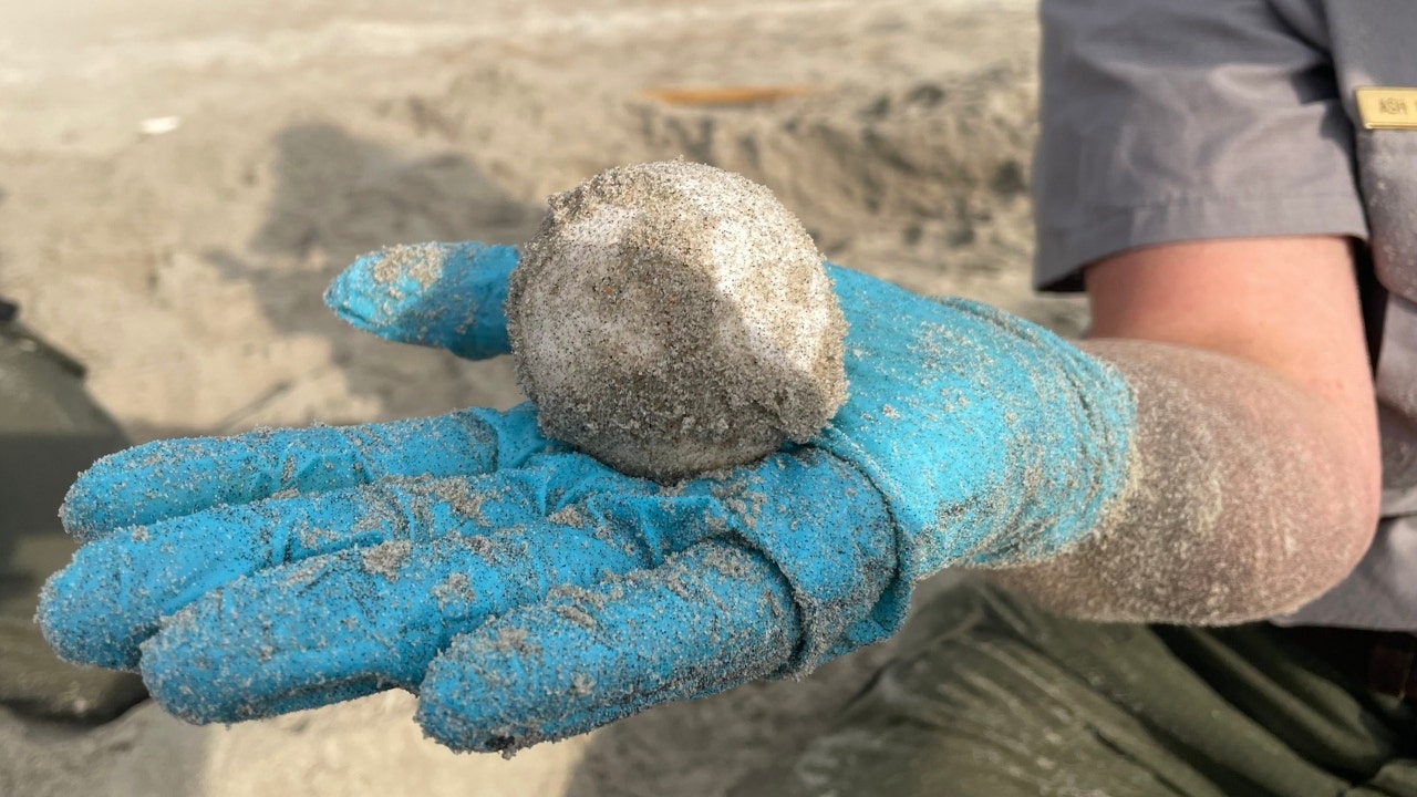 Endangered Sea Turtle Nests On North Carolina Island For First Time In 