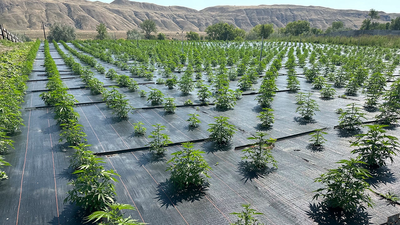 Legal pot farms in Washington begin to reopen following pesticide concerns