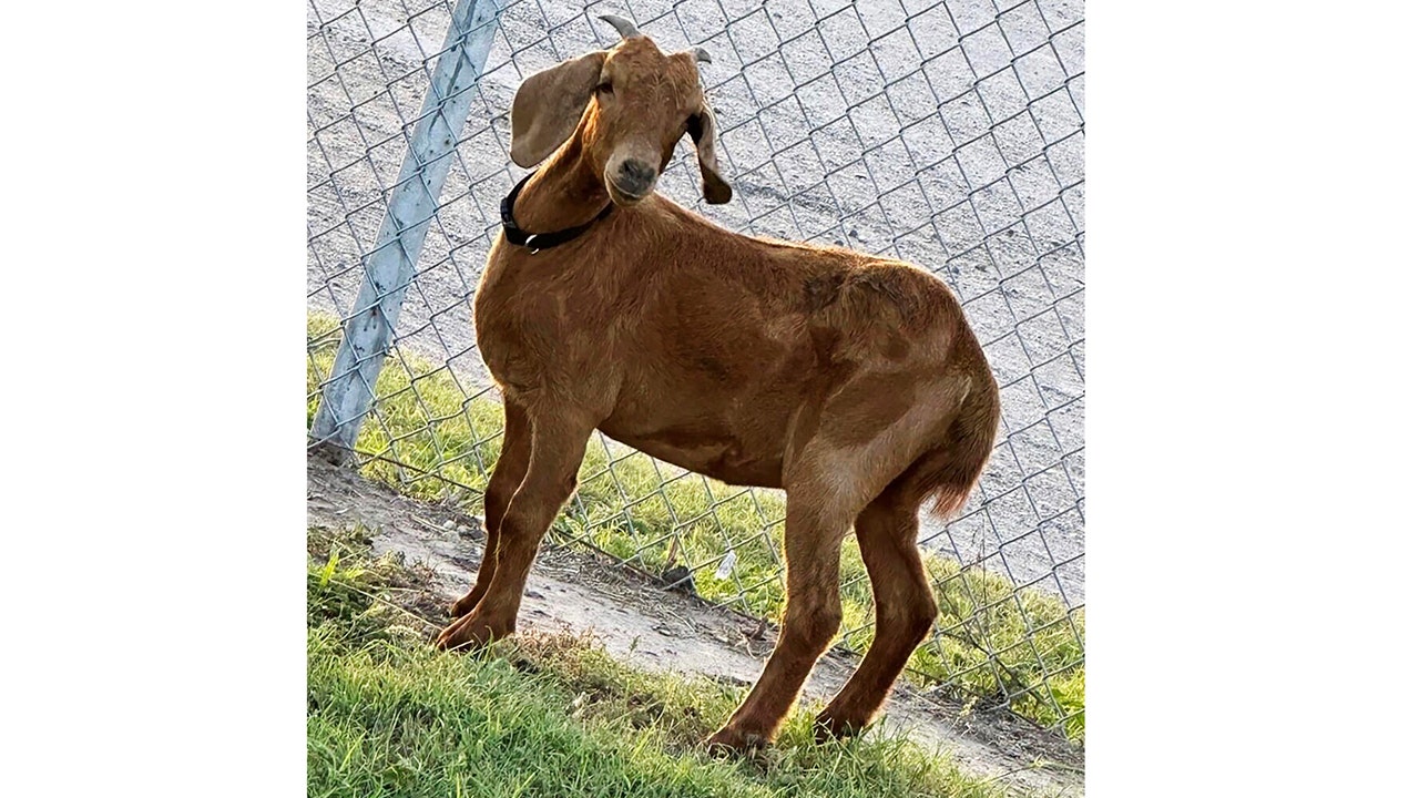 Businesses, residents in Texas town gather to help find missing rodeo goat