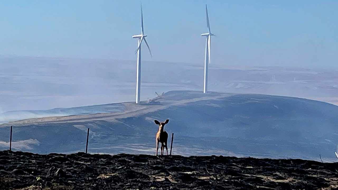 Deer take refuge from Washington wildfires at base of massive turbines as blaze expands