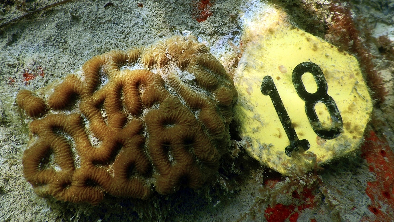 Normal, living coral