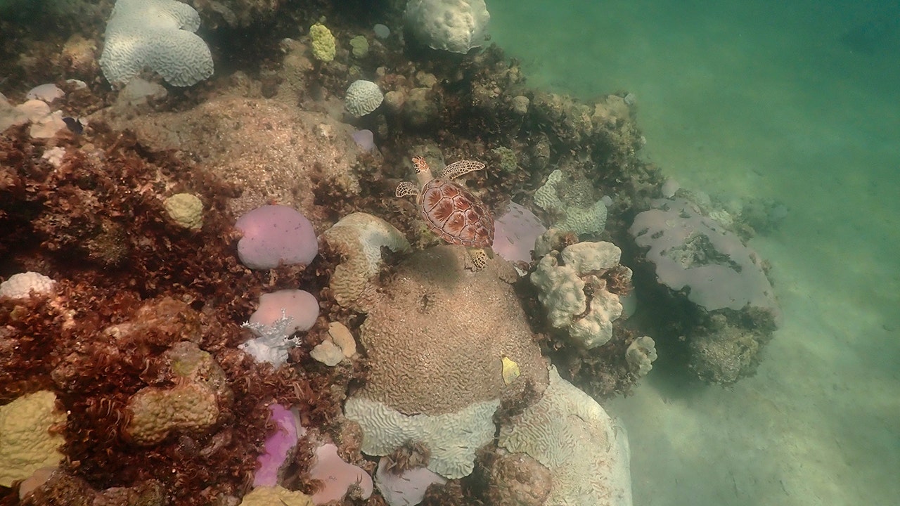 Coral, fish