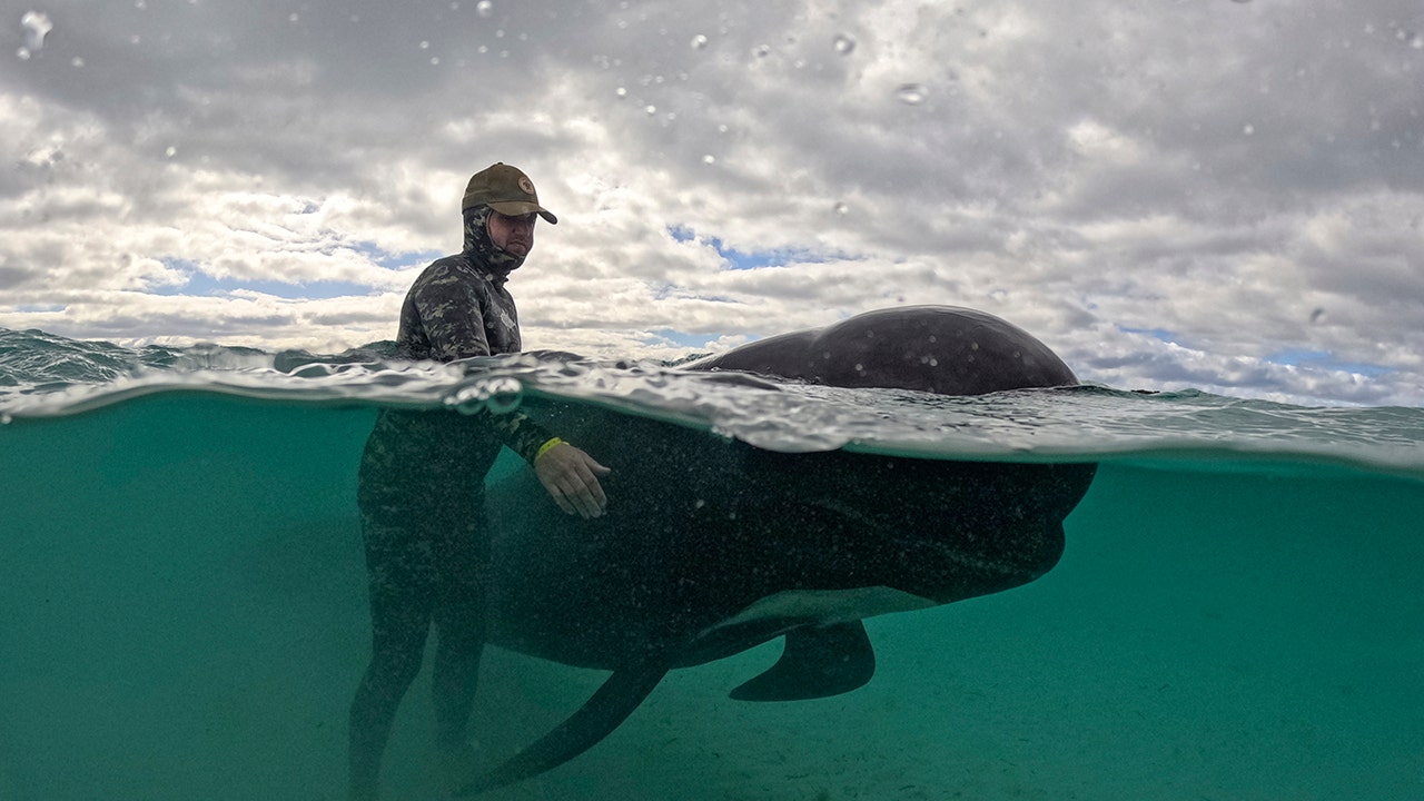 A volunteer standing in the water next to a whale
