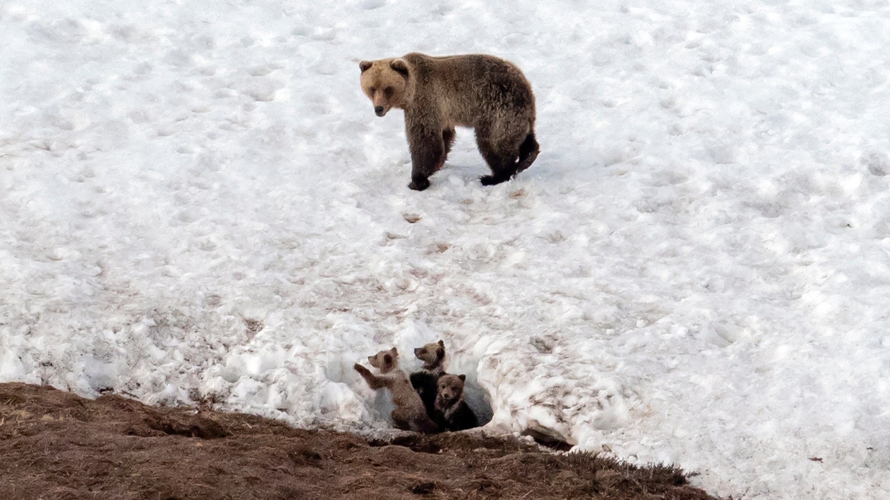 A bear takes care of her three cubs in North Slope Borough.