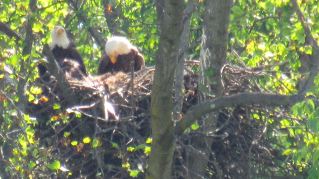 Two bald eagles nesting in a tree