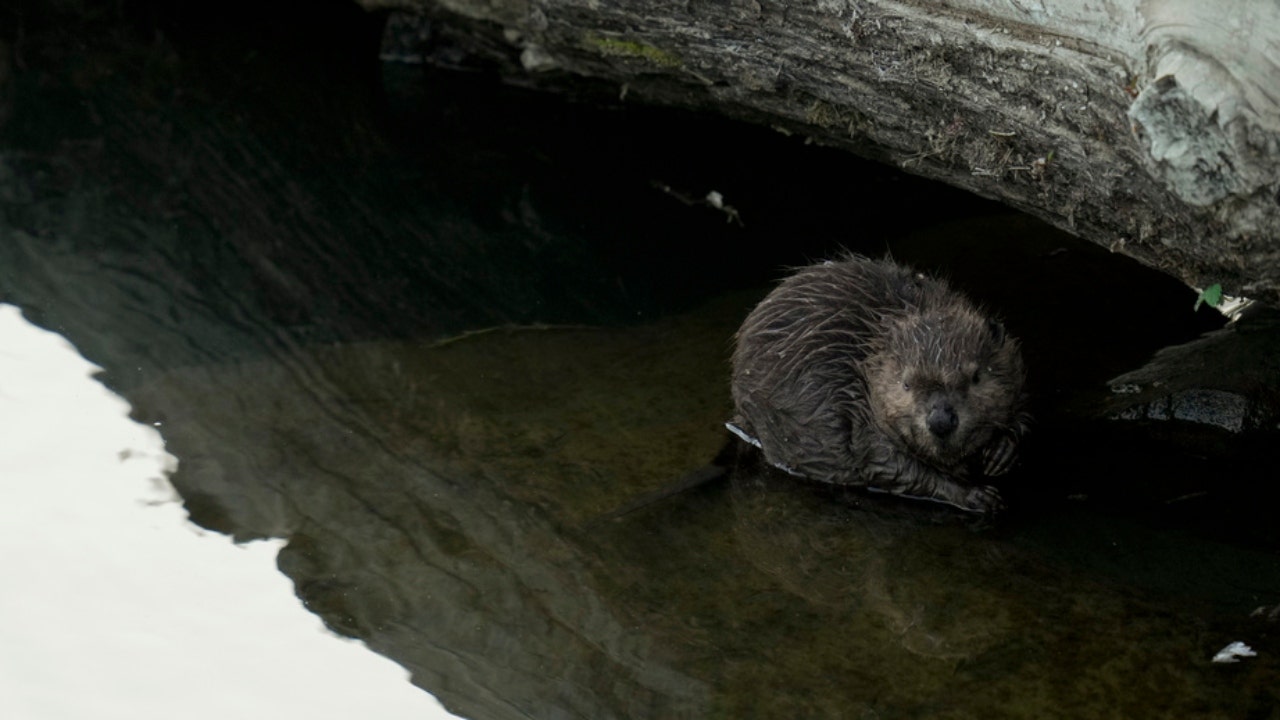 A beaver