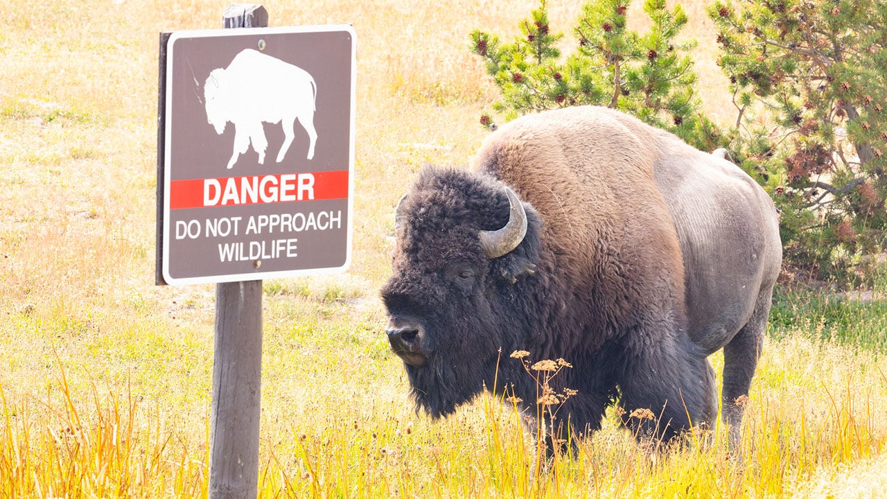 Fiancé of Arizona woman gored, tossed in air by Yellowstone bison details attack