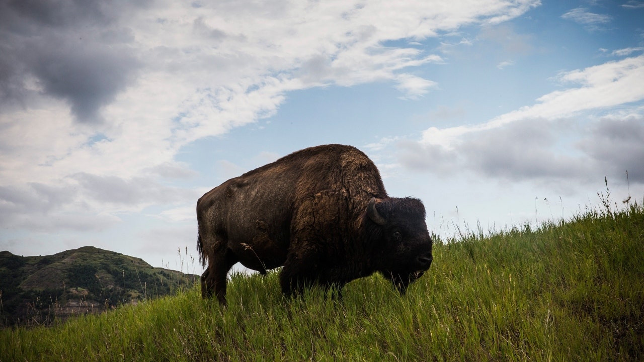 Another woman injured by bison at North Dakota national park: What to know