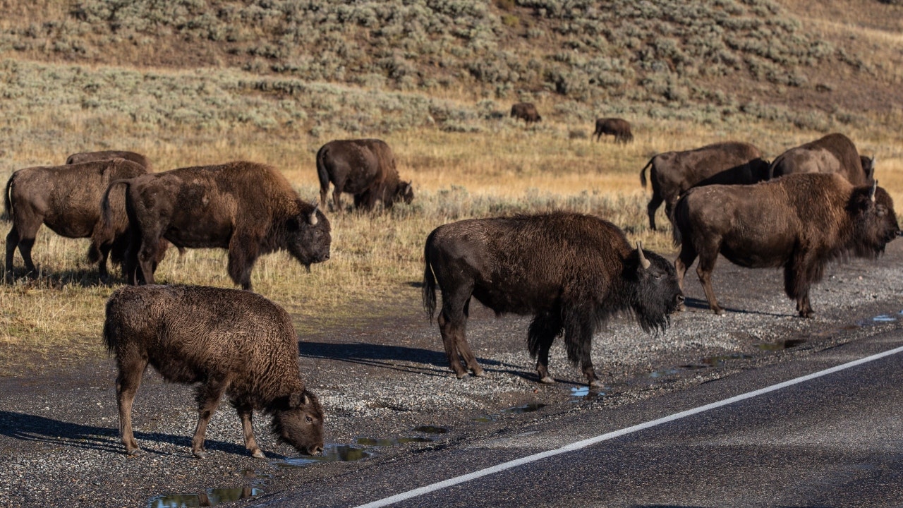 A herd of bison in in Yellowstone National Park