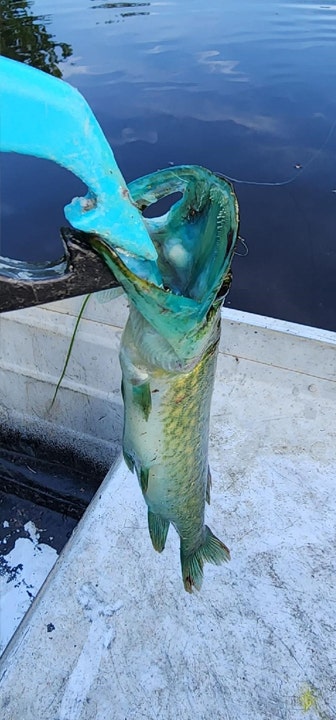 Blue-mouth chain pickerel held up by a clamp to its mouth.
