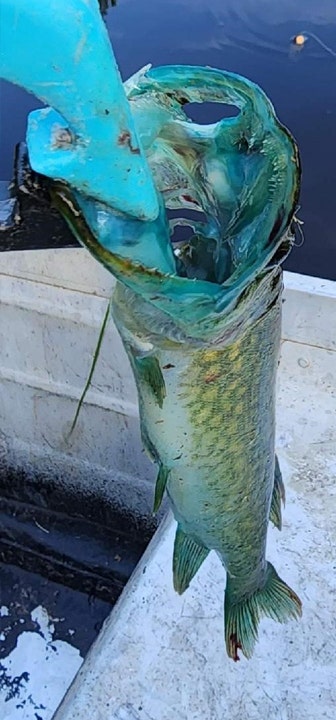Close up view of chain pickerel's blue mouth.