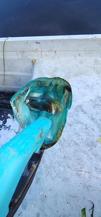 Overhead photo of a chain pickerel's open blue mouth.