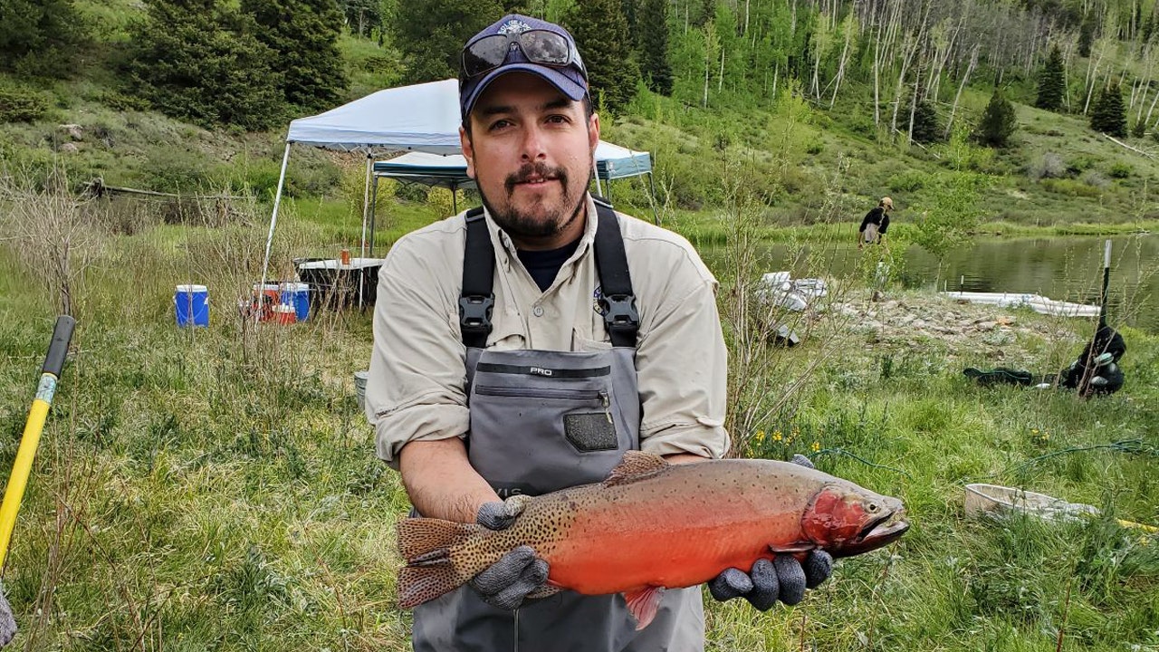 Colorado Parks and Wildlife Aquatic Biologist Estevan Vigil holds up a male Rio Grande cutthroat trout and shows off the trout's spawning colors. (Colorado Parks and Wildlife)