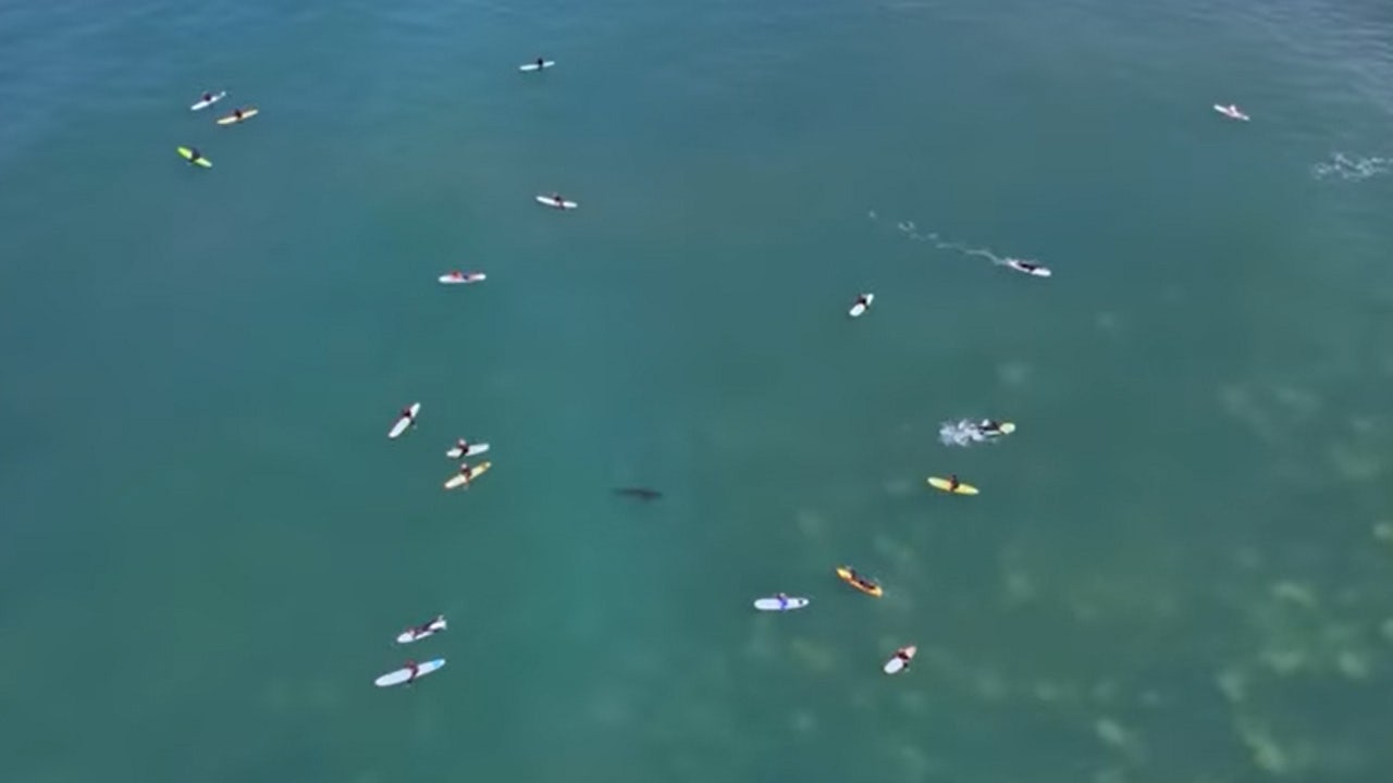 Footage captures group of sharks swimming just below surfers at CA beach