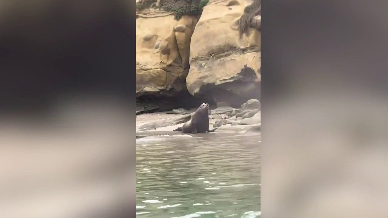 California sea lions charge toward startled beachgoers, emptying busy