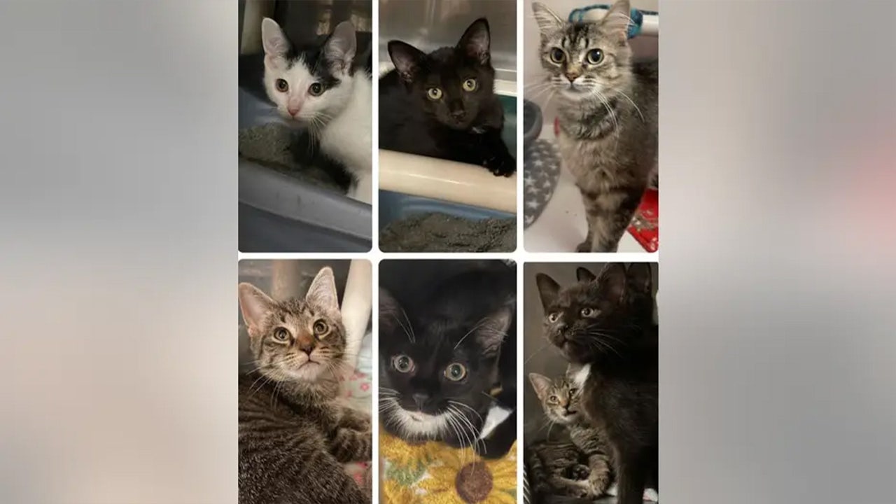Nearly 100 Michigan cats up for adoption after being rescued from hoarder situation, looking for forever homes