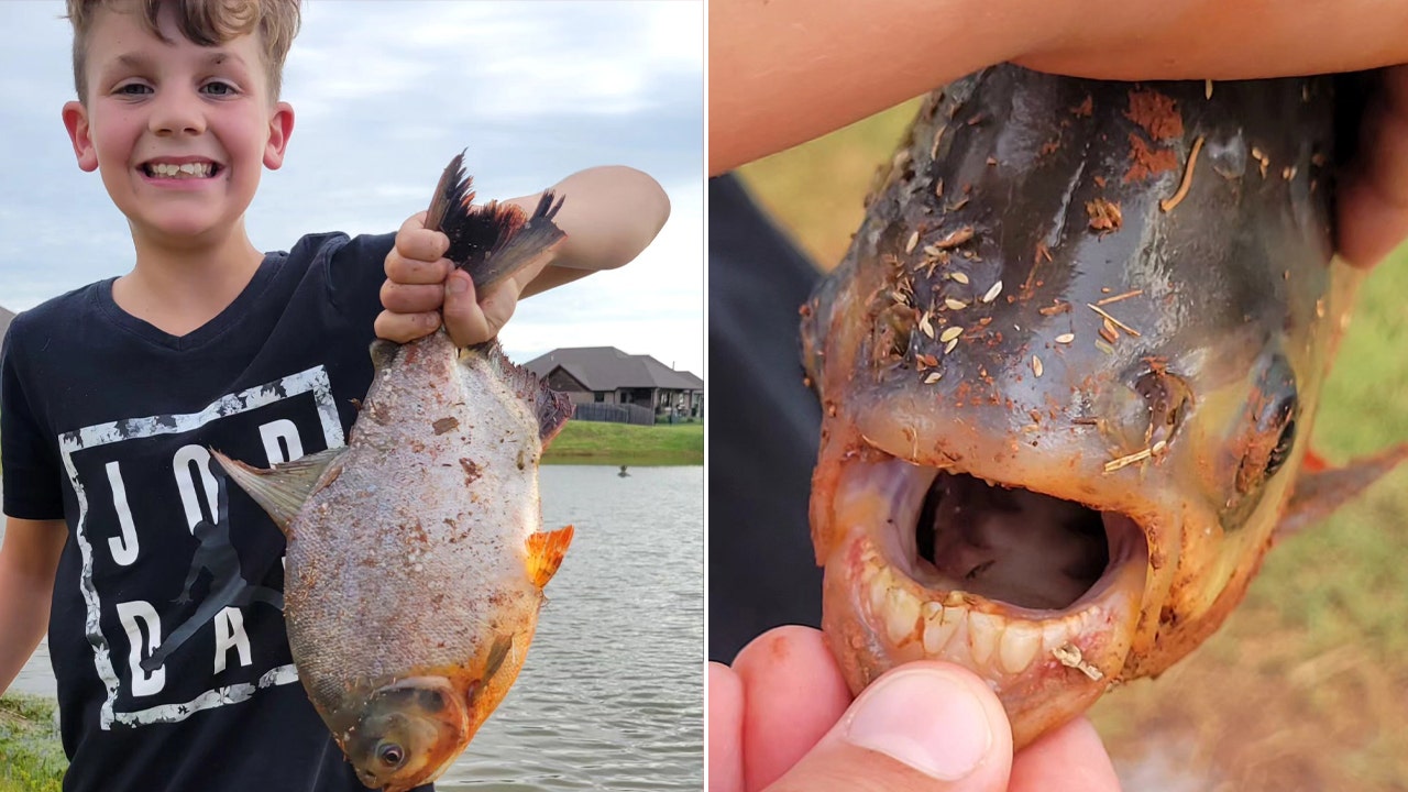 Nature's weirdest: Meet the fish with freakishly human teeth