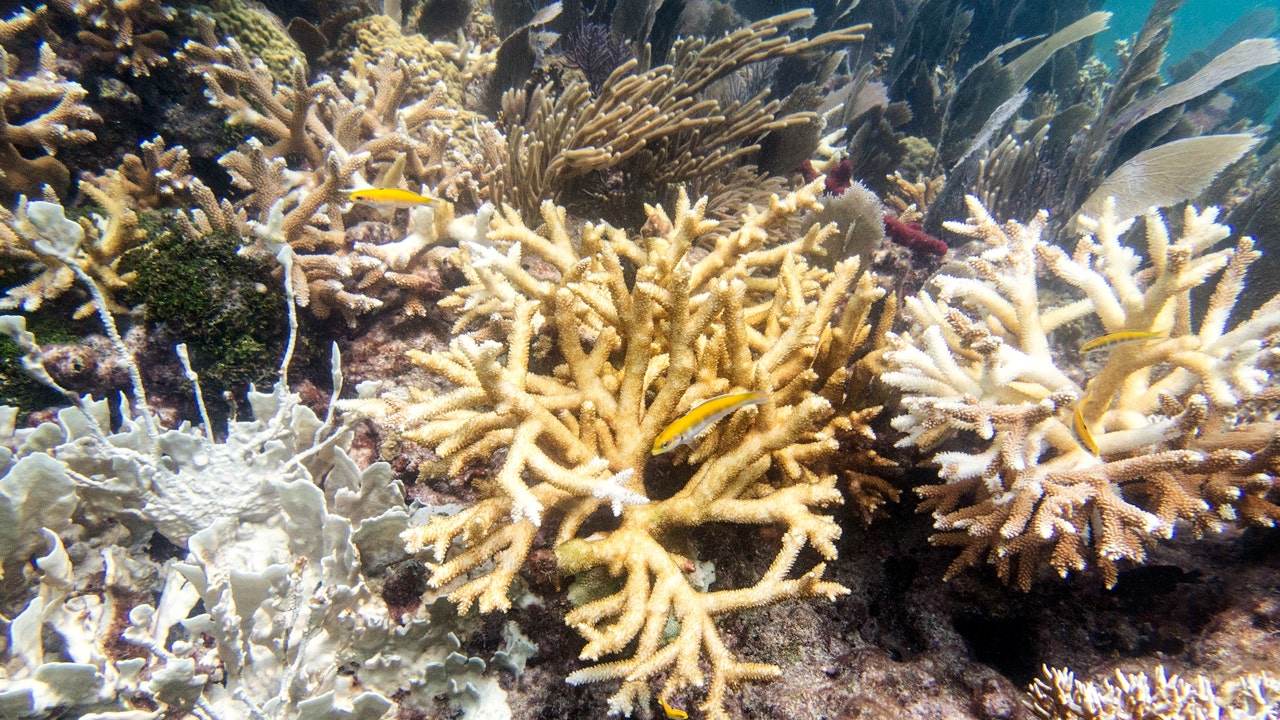 News :Florida Keys coral reefs under threat as record-high water temperatures trigger early bleaching