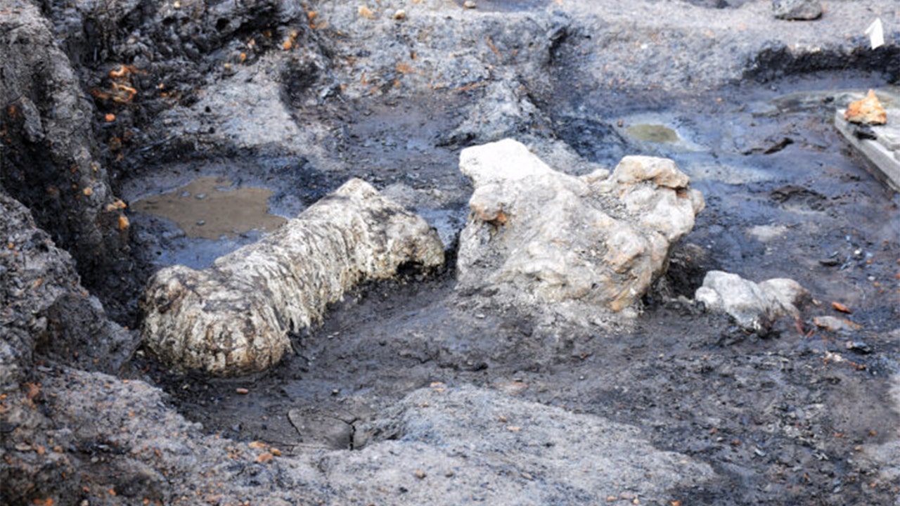 اكتشف علماء الأحافير في ولاية ماريلاند حفريات نادرة عمرها 115 مليون عام في حديقة الديناصورات