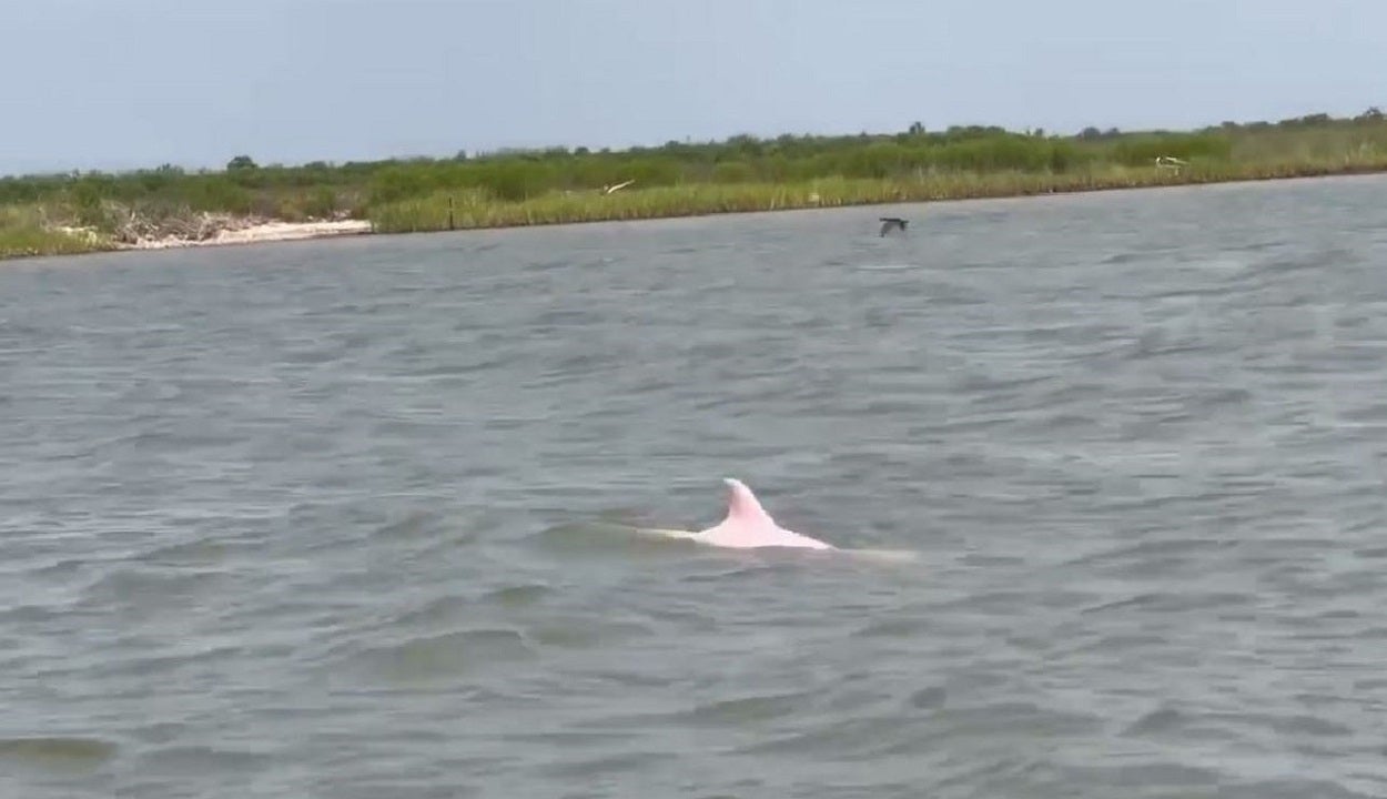 Rare pink dolphin spotted in Louisiana waters