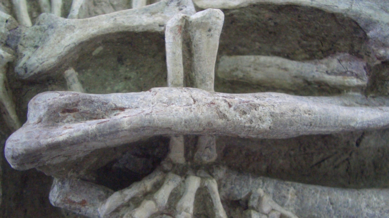 پای چپ یک پستاندار که ساق پای چپ یک دایناسور را گرفته است