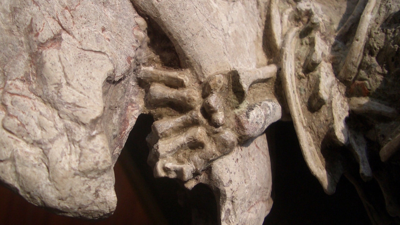 دست چپ یک پستاندار که دور فک پایین یک دایناسور پیچیده شده است