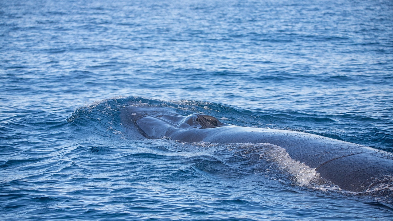 A Brydes whale