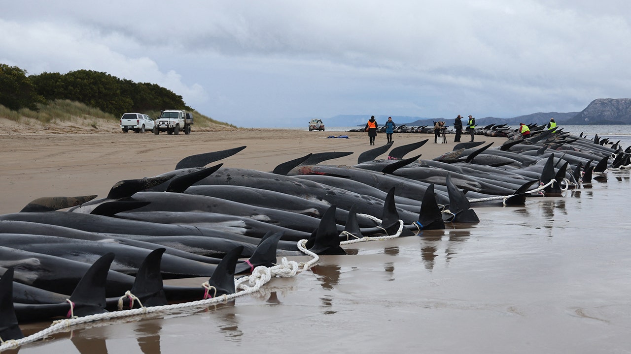 Last of nearly 100 whales beached in Australia euthanized despite ...
