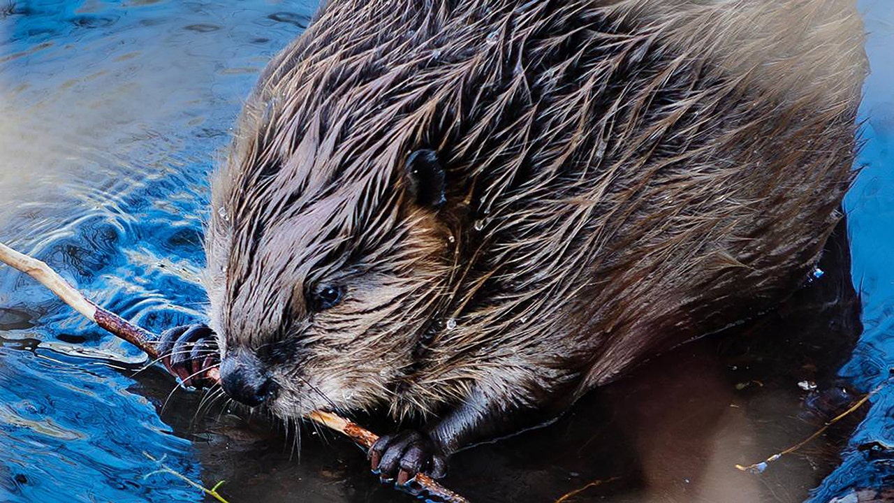 Georgia girl attacked by rabid beaver while swimming in Lake Lanier