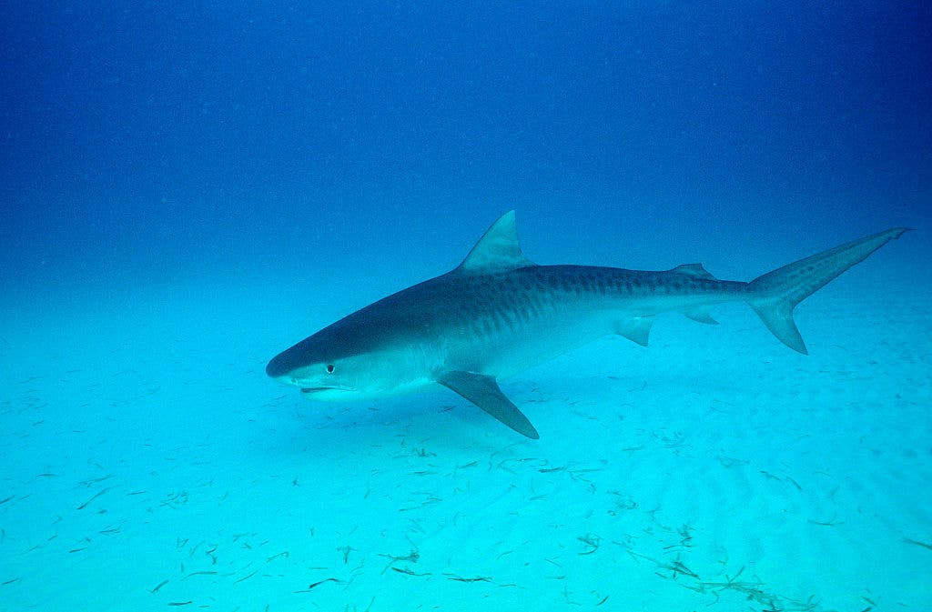 Tiger Shark swimming off Bahamas