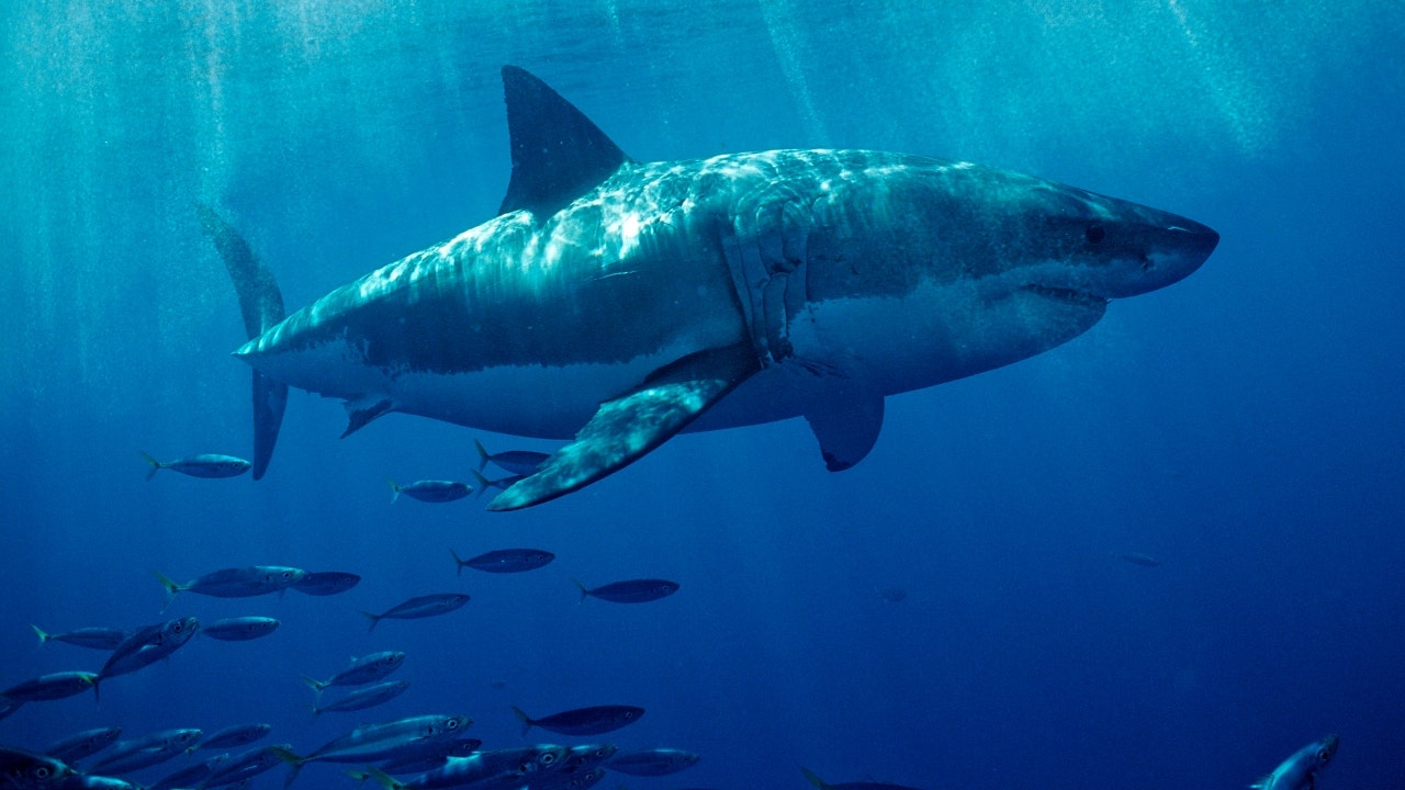 Florida vacationers beware! Great white shark named 'Penny' circling warm waters