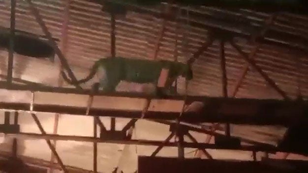 Video shows leopard crashing India TV show set, forcing cast and crew to flee