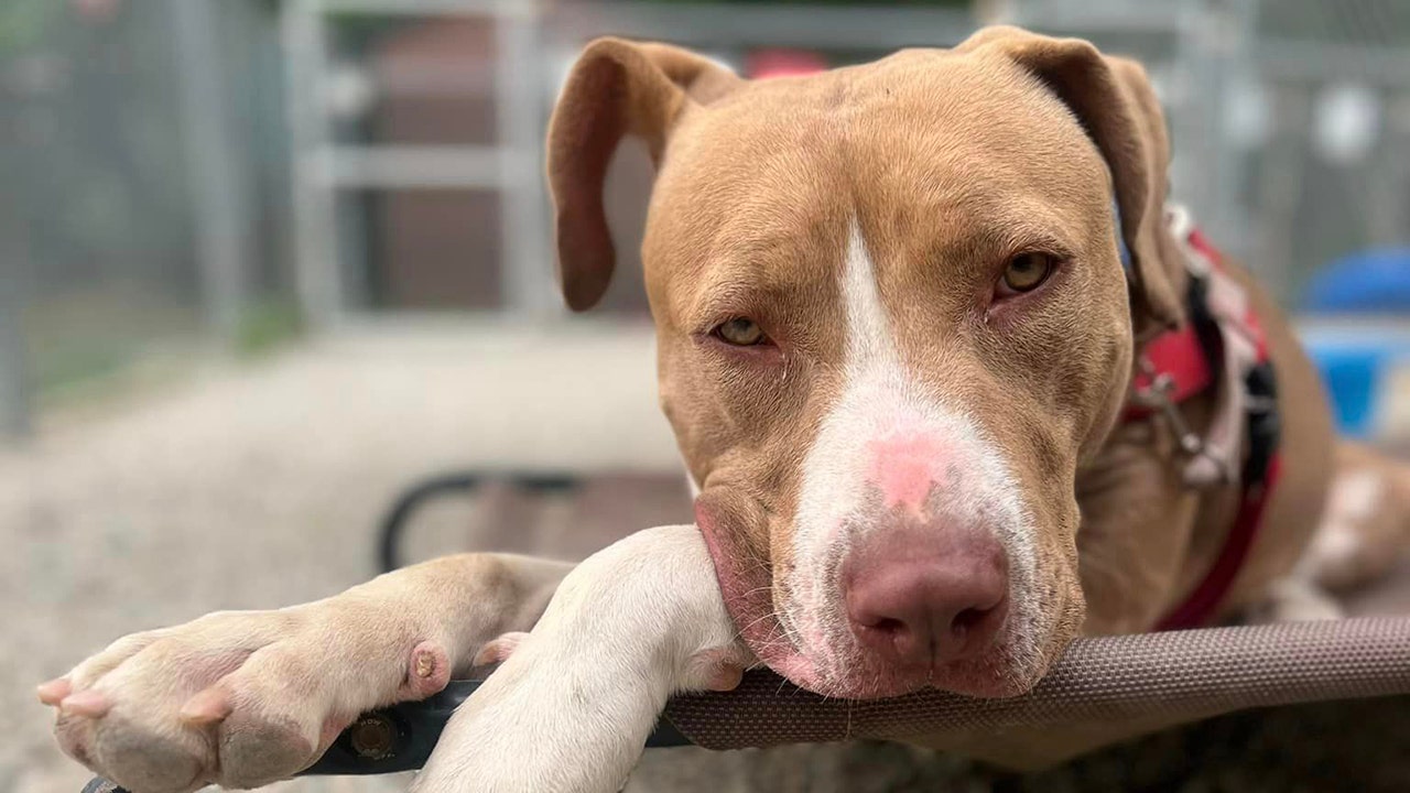 New Jersey dog with 'boundless energy' is looking for her forever home: Meet Layla