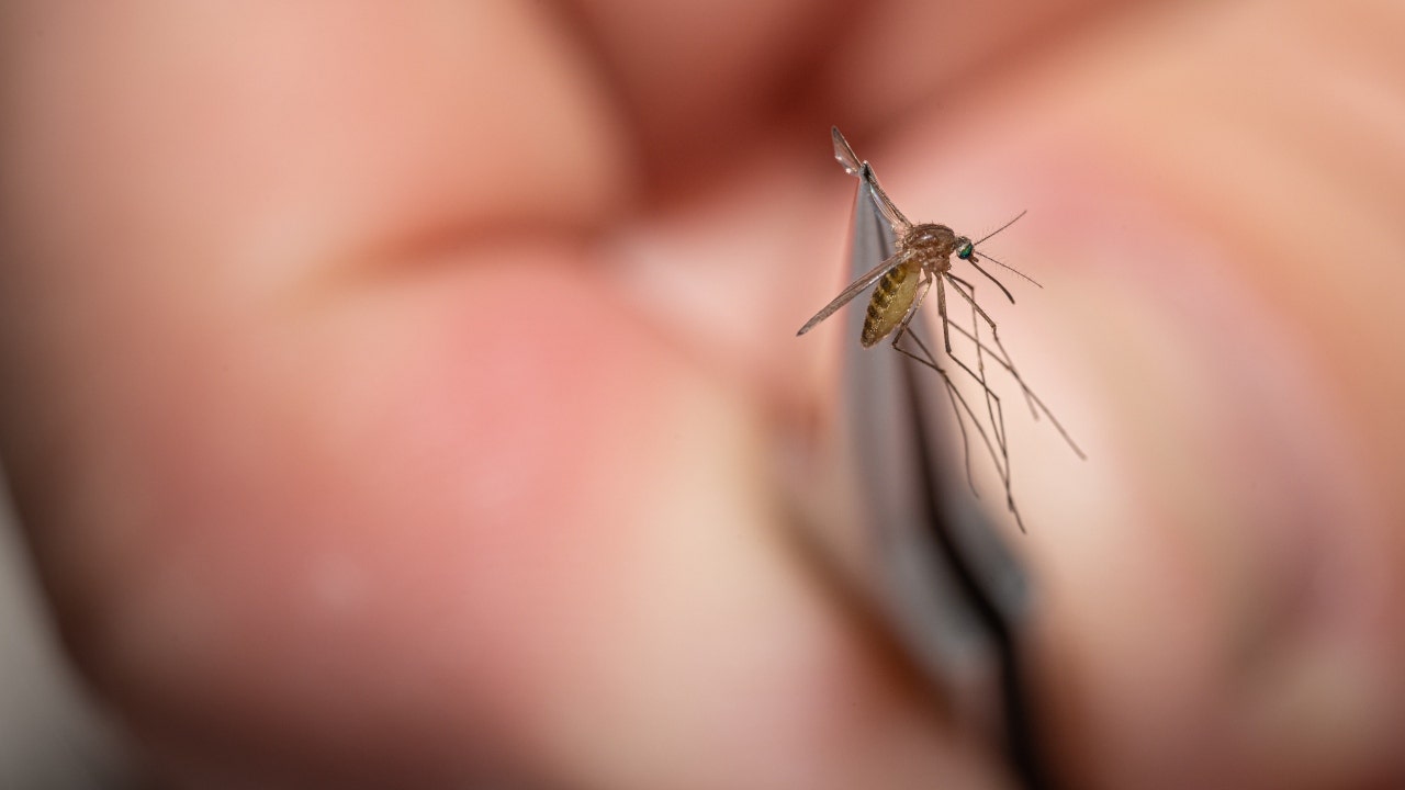 Un moustique collecté le 25 août 2021 à Louisville, Kentucky