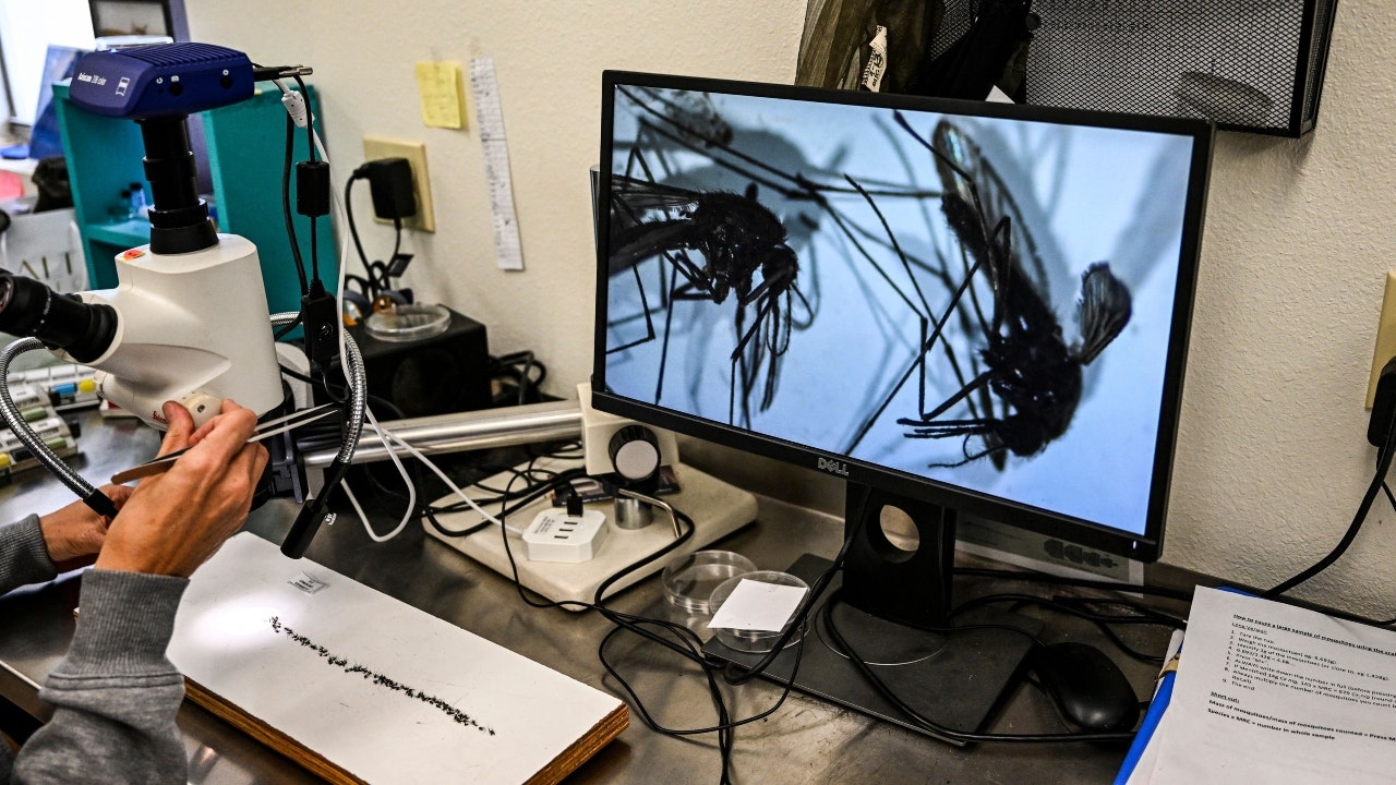 Health officials at Sarasota County Mosquito Management Services study specimens of anopheles mosquitoes