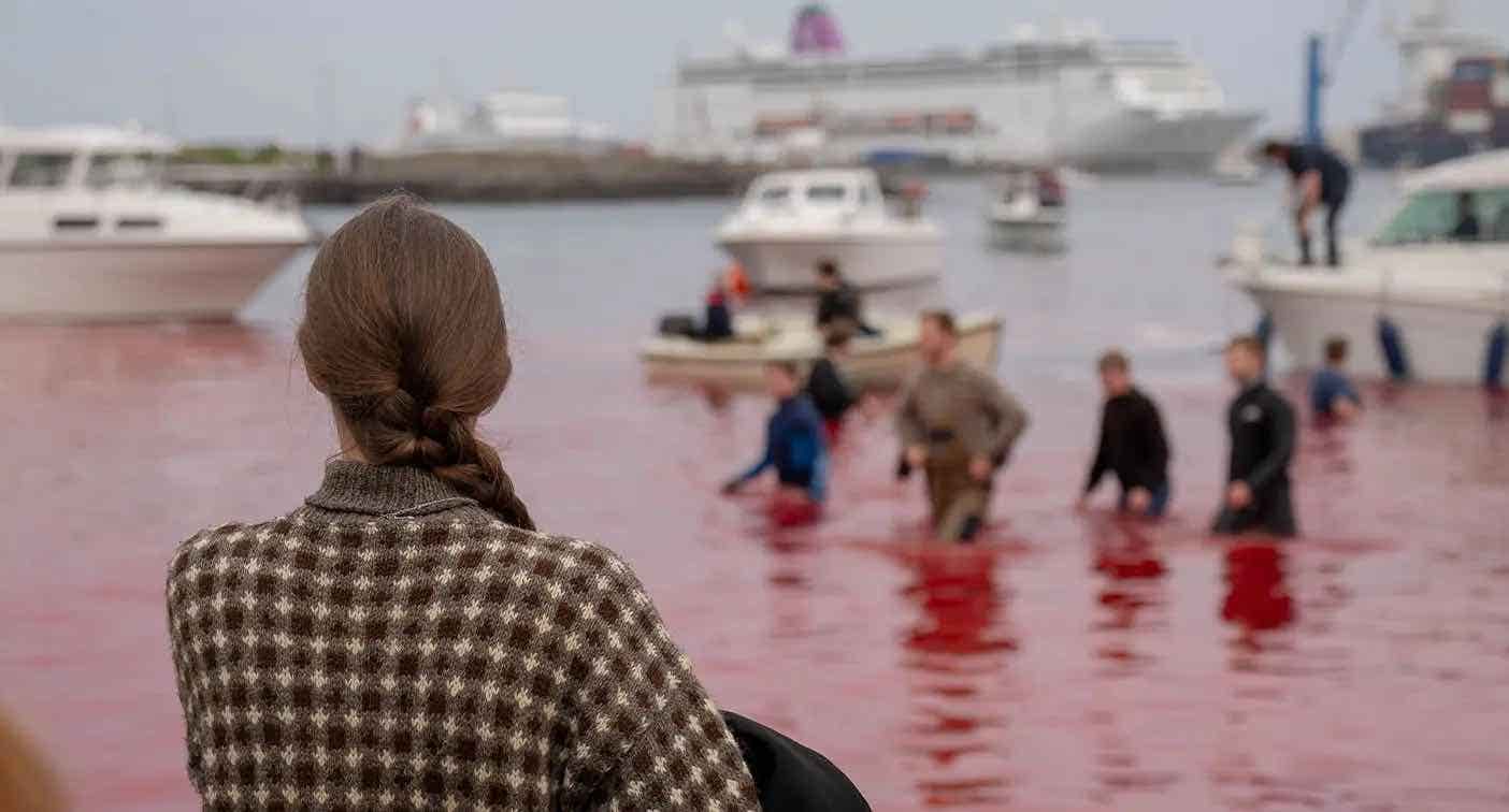 La línea de cruceros se disculpa por la “angustia” después de que los pasajeros presenciaran la brutal matanza de la persecución de ballenas