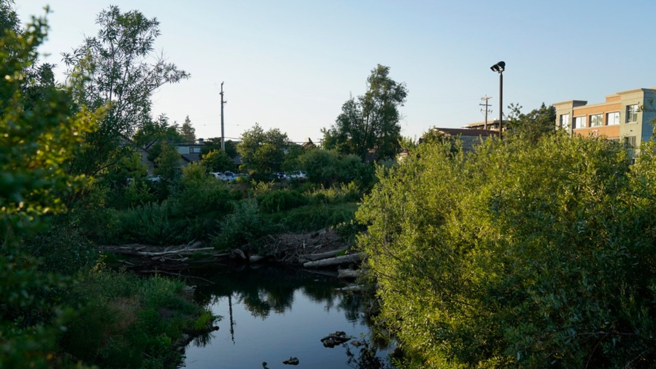 Biber in Napa Creek